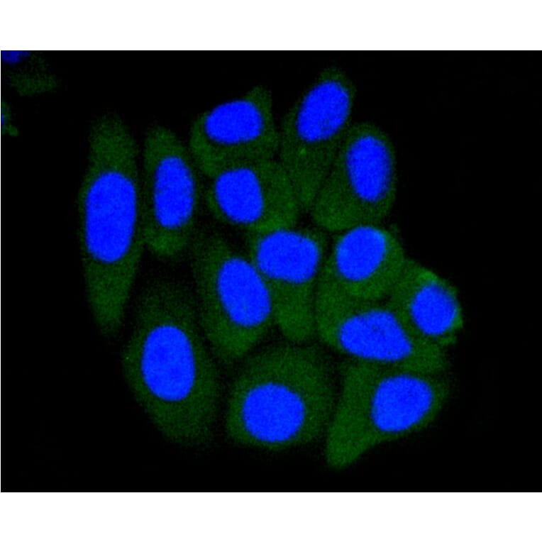 Immunofluorescence - Anti-PRMT5 Antibody (A11335) - Antibodies.com