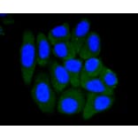 Immunofluorescence - Anti-PRMT5 Antibody (A11335) - Antibodies.com