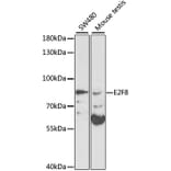 Western Blot - Anti-E2F8 Antibody (A13293) - Antibodies.com