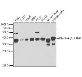 Western Blot - Anti-Fibrillarin Antibody (A13296) - Antibodies.com