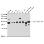 Western Blot - Anti-Fibrillarin Antibody (A13296) - Antibodies.com