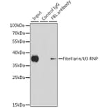 Immunoprecipitation - Anti-Fibrillarin Antibody (A13296) - Antibodies.com