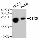 Western Blot - Anti-CBX5 Antibody (A11365) - Antibodies.com