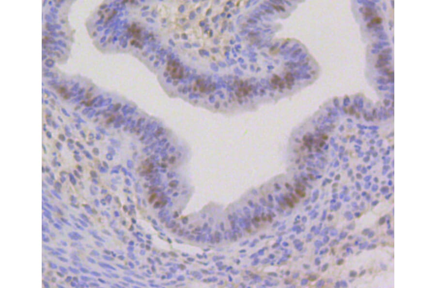 Immunohistochemistry - Anti-CBX5 Antibody (A11365) - Antibodies.com