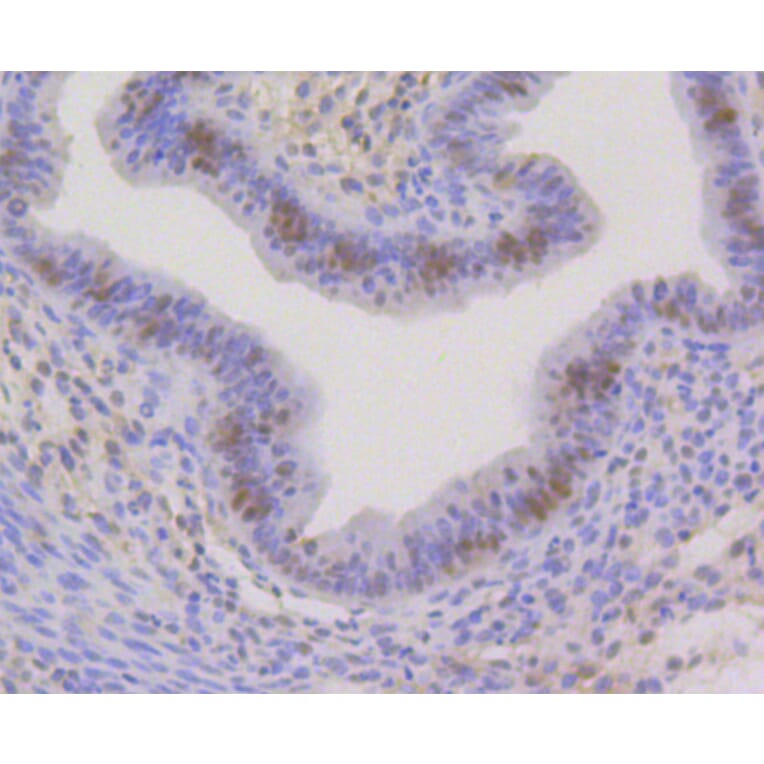 Immunohistochemistry - Anti-CBX5 Antibody (A11365) - Antibodies.com