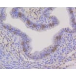 Immunohistochemistry - Anti-CBX5 Antibody (A11365) - Antibodies.com