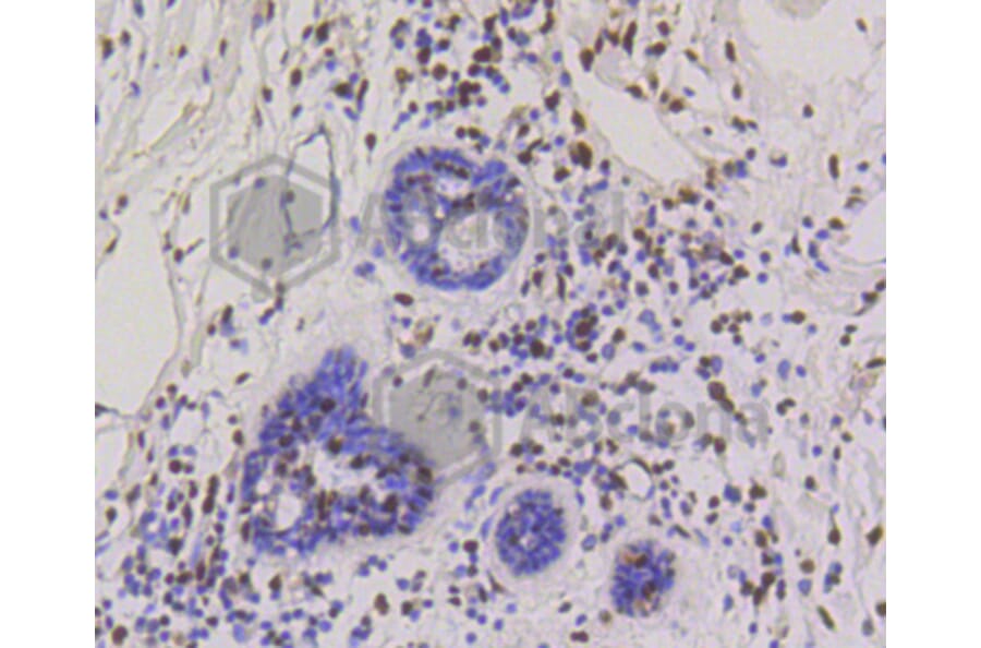 Immunohistochemistry - Anti-CBX5 Antibody (A11365) - Antibodies.com