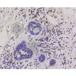 Immunohistochemistry - Anti-CBX5 Antibody (A11365) - Antibodies.com