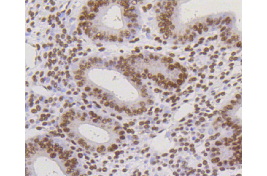 Immunohistochemistry - Anti-CBX5 Antibody (A11365) - Antibodies.com