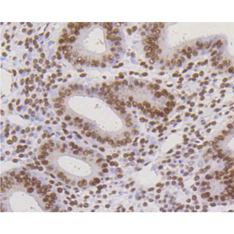 Immunohistochemistry - Anti-CBX5 Antibody (A11365) - Antibodies.com