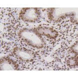 Immunohistochemistry - Anti-CBX5 Antibody (A11365) - Antibodies.com