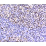 Immunohistochemistry - Anti-CBX5 Antibody (A11365) - Antibodies.com