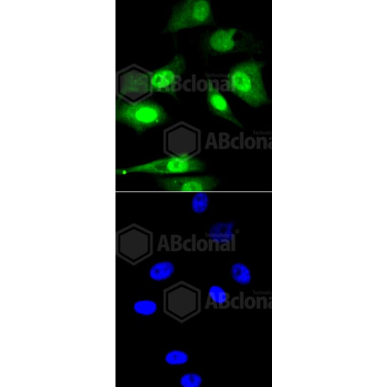 Immunofluorescence - Anti-CBX5 Antibody (A11365) - Antibodies.com