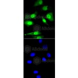 Immunofluorescence - Anti-CBX5 Antibody (A11365) - Antibodies.com