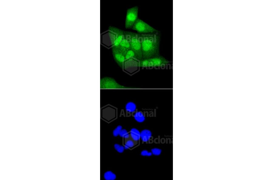 Immunofluorescence - Anti-CBX5 Antibody (A11365) - Antibodies.com