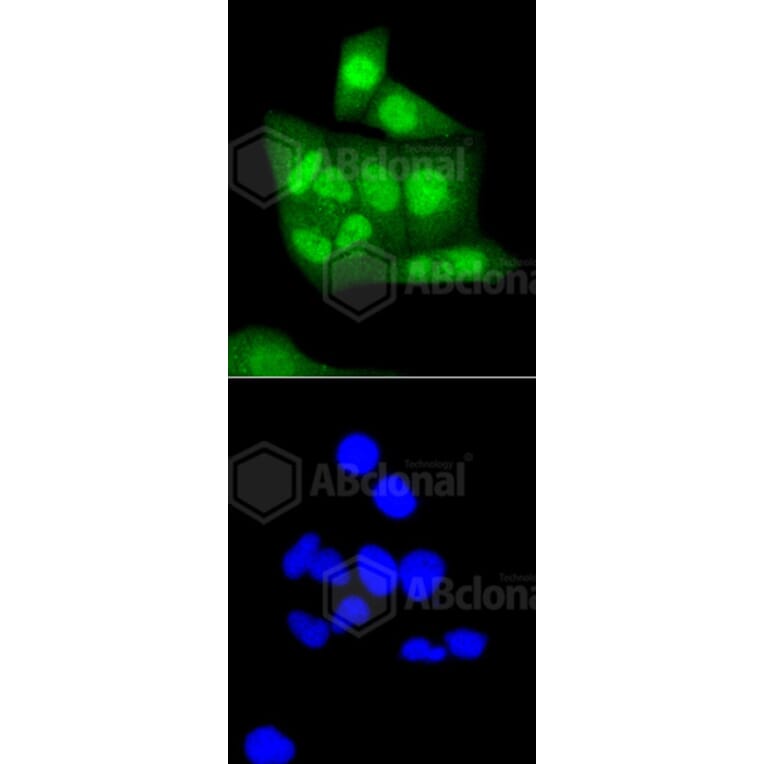 Immunofluorescence - Anti-CBX5 Antibody (A11365) - Antibodies.com