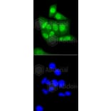 Immunofluorescence - Anti-CBX5 Antibody (A11365) - Antibodies.com