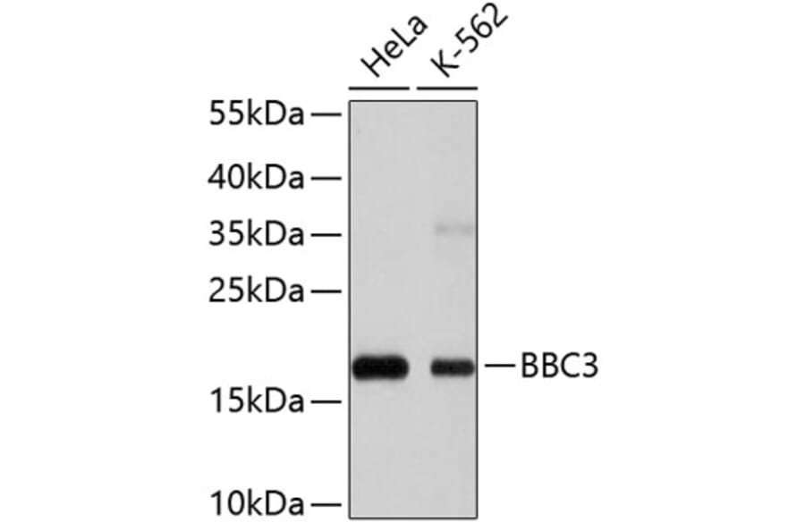 Western Blot - Anti-BBC3 Antibody (A11374) - Antibodies.com