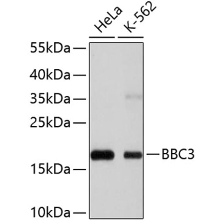 Western Blot - Anti-BBC3 Antibody (A11374) - Antibodies.com