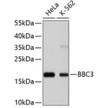 Western Blot - Anti-BBC3 Antibody (A11374) - Antibodies.com