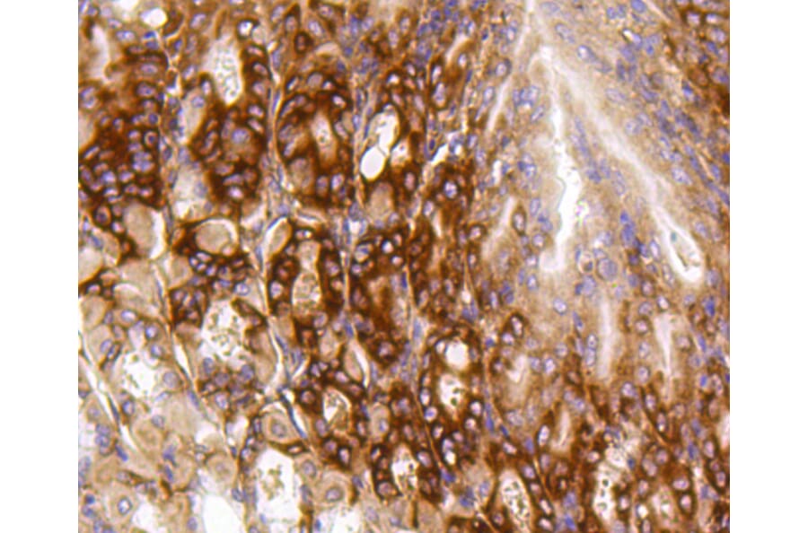 Immunohistochemistry - Anti-BBC3 Antibody (A11374) - Antibodies.com