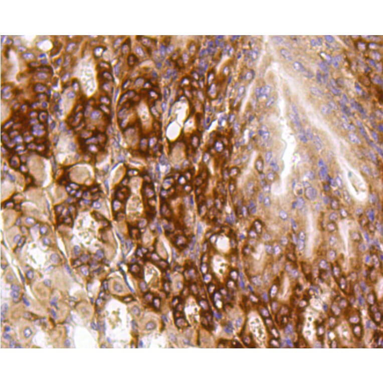 Immunohistochemistry - Anti-BBC3 Antibody (A11374) - Antibodies.com