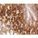 Immunohistochemistry - Anti-BBC3 Antibody (A11374) - Antibodies.com