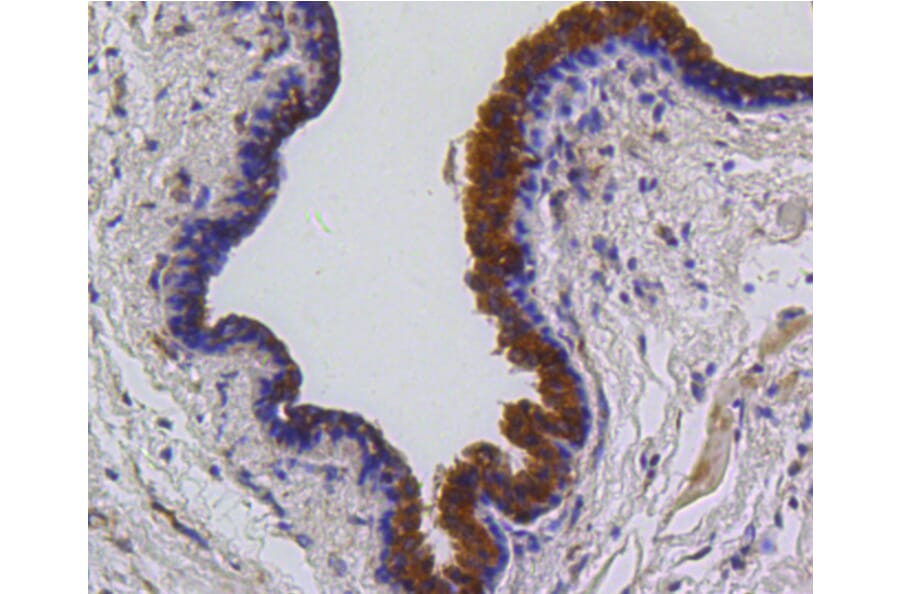 Immunohistochemistry - Anti-BBC3 Antibody (A11374) - Antibodies.com