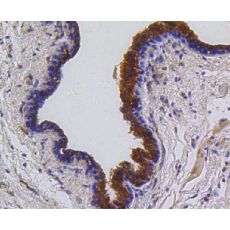 Immunohistochemistry - Anti-BBC3 Antibody (A11374) - Antibodies.com