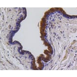 Immunohistochemistry - Anti-BBC3 Antibody (A11374) - Antibodies.com