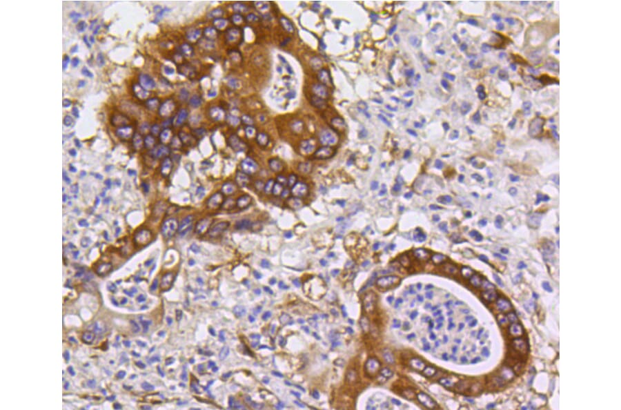 Immunohistochemistry - Anti-BBC3 Antibody (A11374) - Antibodies.com