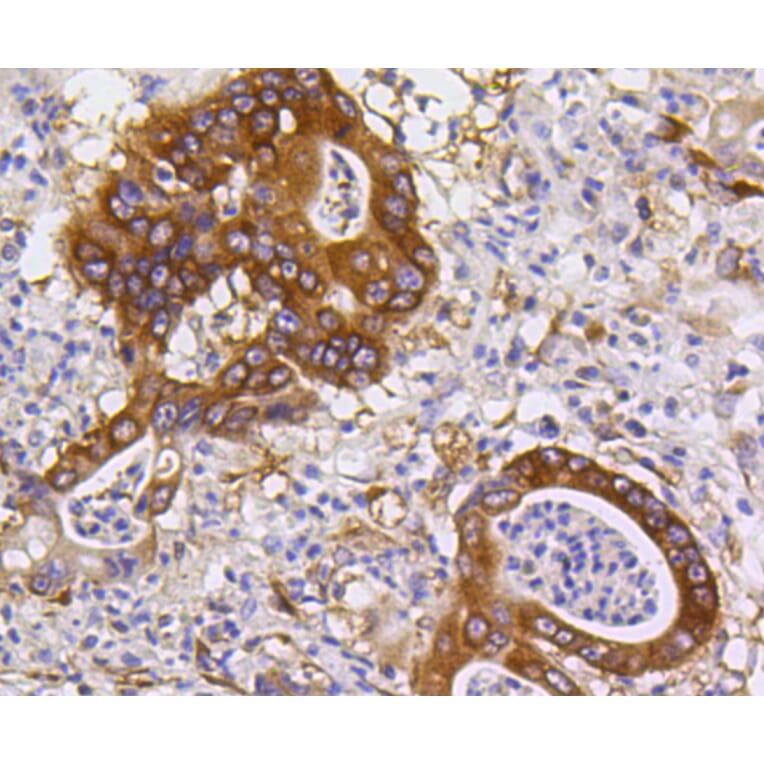 Immunohistochemistry - Anti-BBC3 Antibody (A11374) - Antibodies.com