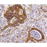 Immunohistochemistry - Anti-BBC3 Antibody (A11374) - Antibodies.com