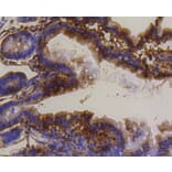 Immunohistochemistry - Anti-BBC3 Antibody (A11374) - Antibodies.com