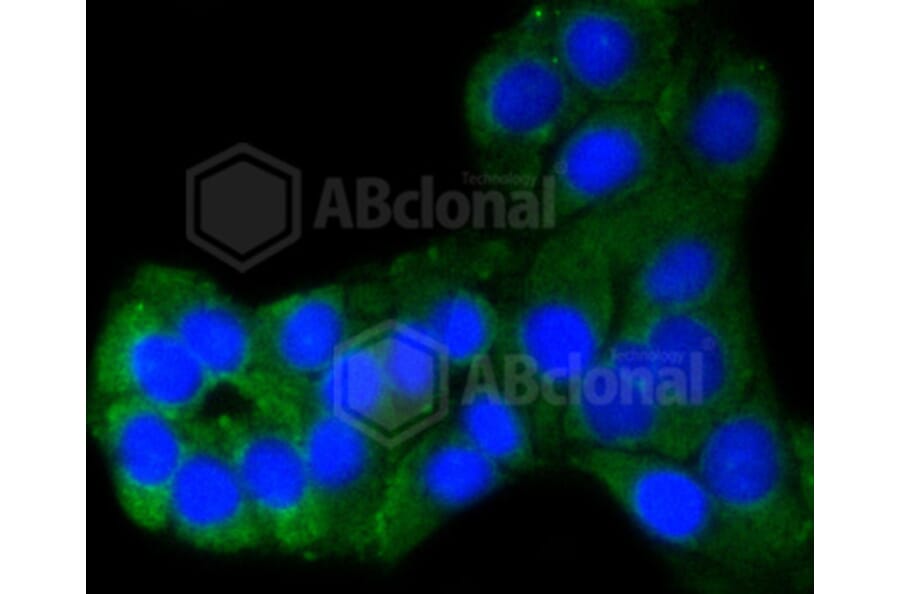 Immunofluorescence - Anti-BBC3 Antibody (A11374) - Antibodies.com