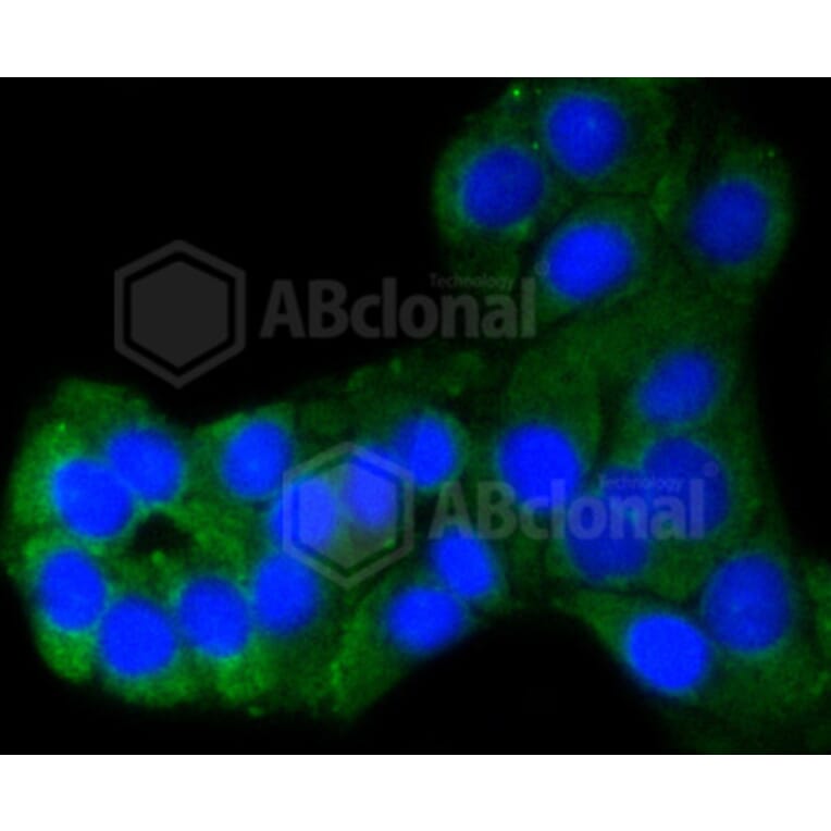 Immunofluorescence - Anti-BBC3 Antibody (A11374) - Antibodies.com
