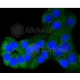 Immunofluorescence - Anti-BBC3 Antibody (A11374) - Antibodies.com