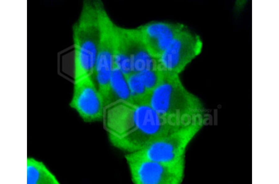 Immunofluorescence - Anti-BBC3 Antibody (A11374) - Antibodies.com