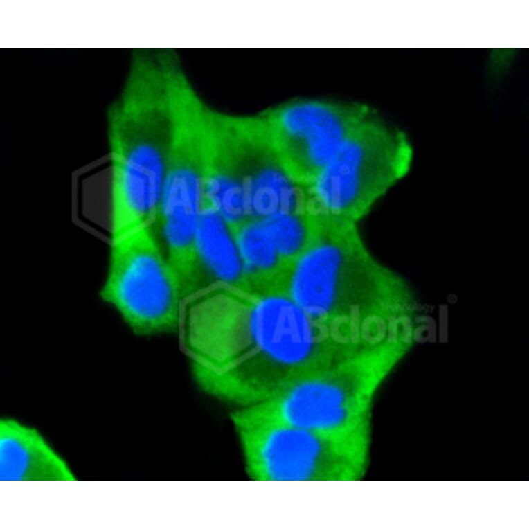 Immunofluorescence - Anti-BBC3 Antibody (A11374) - Antibodies.com