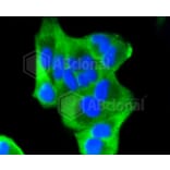 Immunofluorescence - Anti-BBC3 Antibody (A11374) - Antibodies.com
