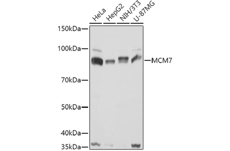 Western Blot - Anti-MCM7/PRL Antibody (A13300) - Antibodies.com