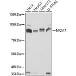 Western Blot - Anti-MCM7/PRL Antibody (A13300) - Antibodies.com