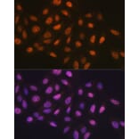 Immunofluorescence - Anti-MCM7/PRL Antibody (A13300) - Antibodies.com