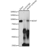 Western Blot - Anti-MCM7/PRL Antibody (A13300) - Antibodies.com