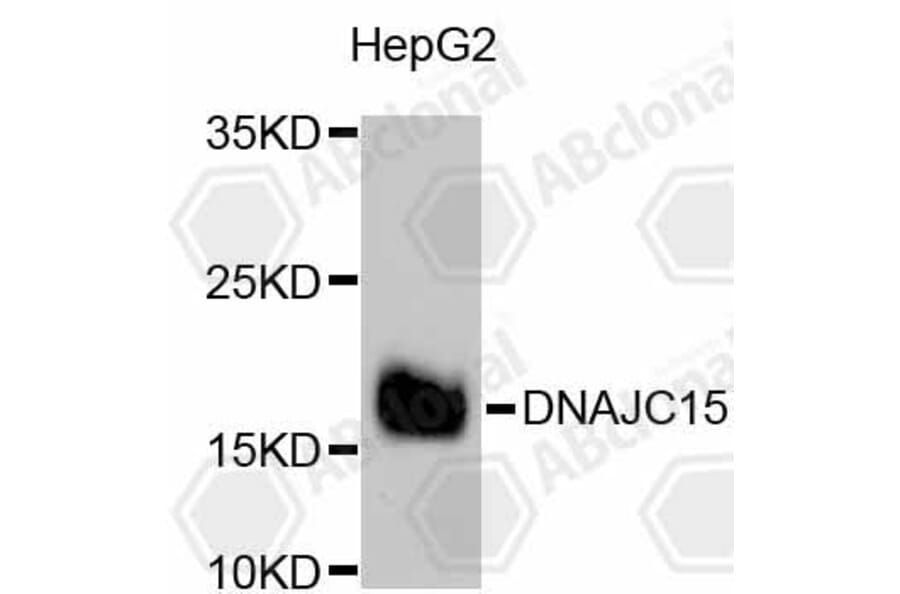 Western Blot - Anti-DNAJC15 Antibody (A11380) - Antibodies.com