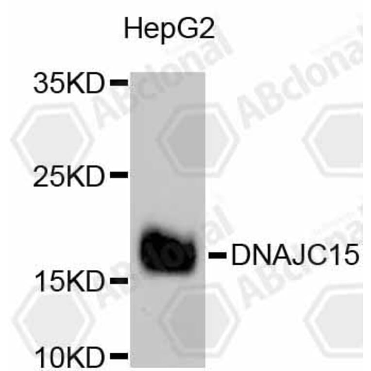 Western Blot - Anti-DNAJC15 Antibody (A11380) - Antibodies.com