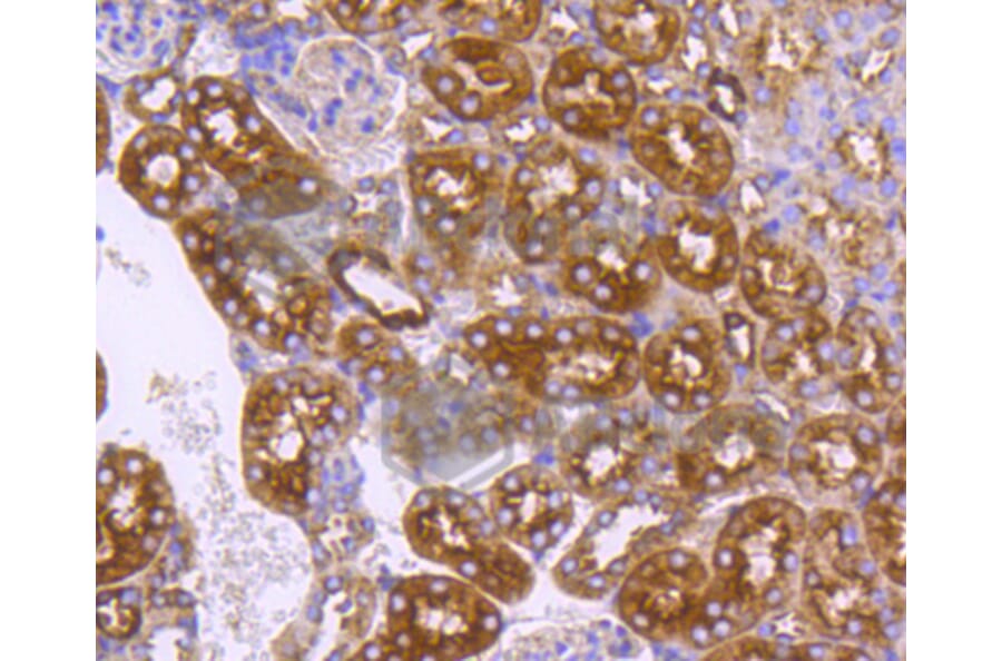 Immunohistochemistry - Anti-DNAJC15 Antibody (A11380) - Antibodies.com