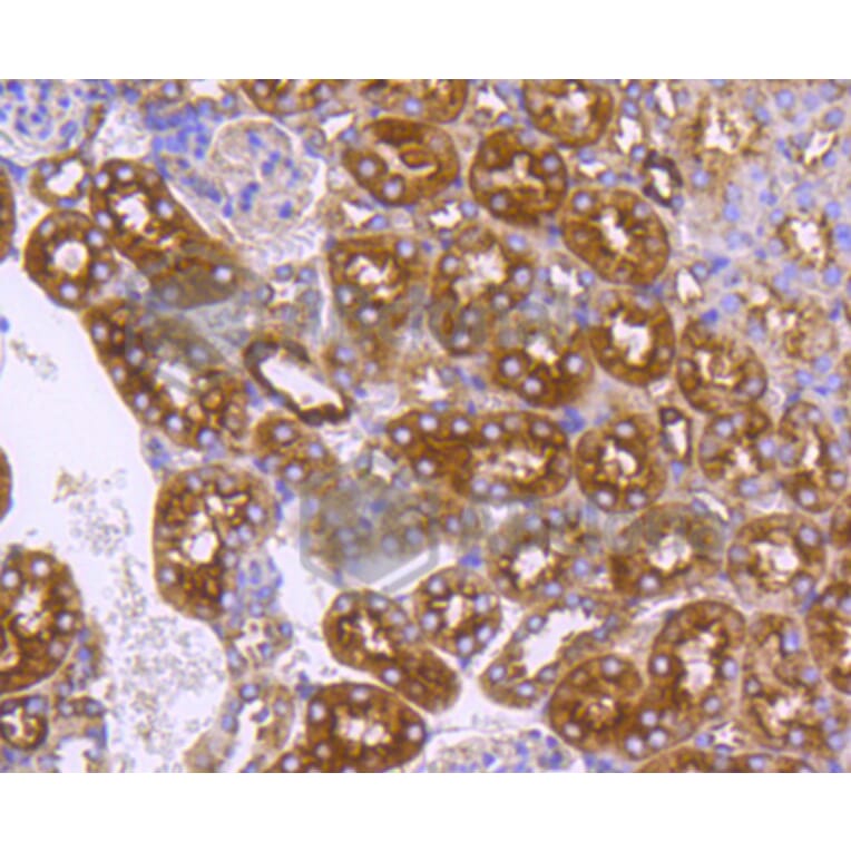Immunohistochemistry - Anti-DNAJC15 Antibody (A11380) - Antibodies.com