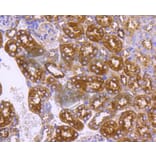 Immunohistochemistry - Anti-DNAJC15 Antibody (A11380) - Antibodies.com