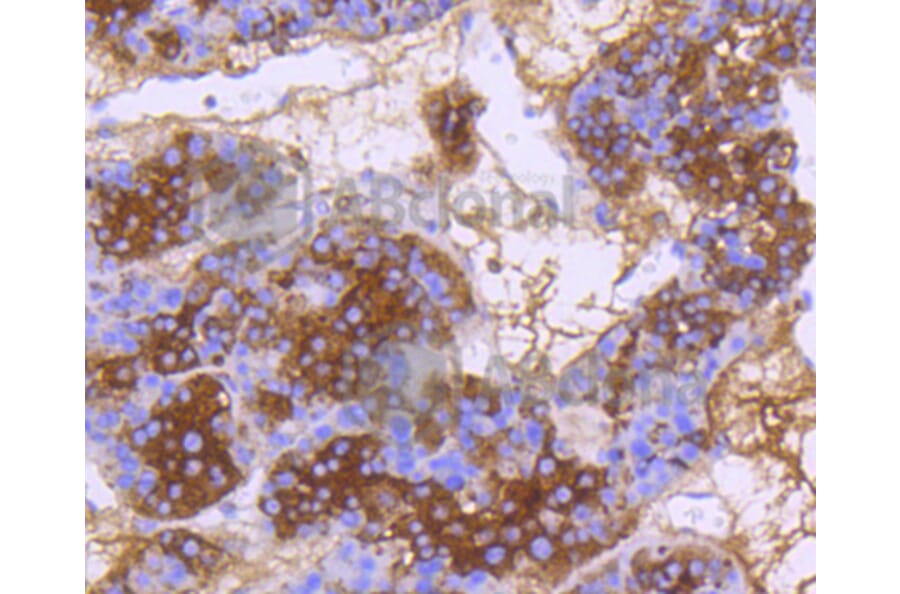 Immunohistochemistry - Anti-DNAJC15 Antibody (A11380) - Antibodies.com